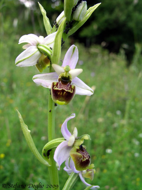 Ophrys fuciflora subsp. elatior (O. tetraloniae)